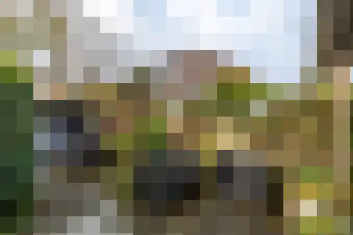 Tegenhouder 47 Sappemeer thumbnail 22