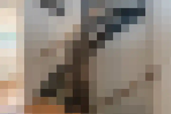 Teisterbant 4 Veendam thumbnail 27