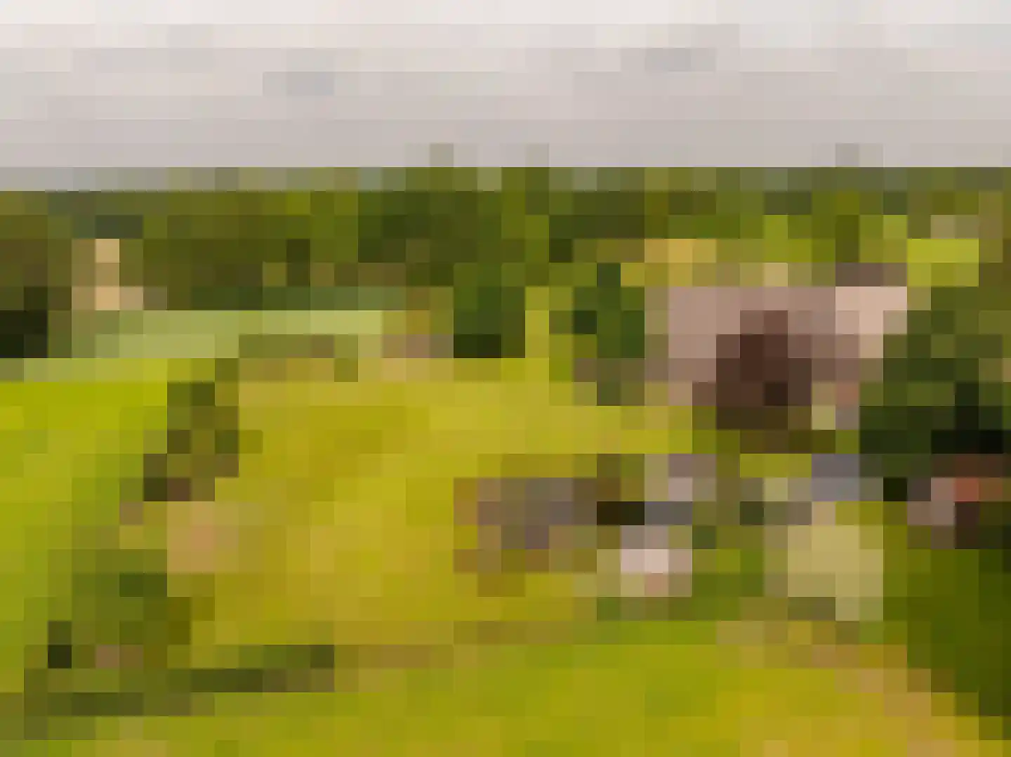 Ten Arlo 3 Zuidwolde thumbnail 56