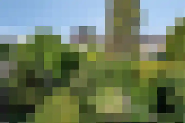 ten Borchwardlaan 61 Heeze thumbnail 26