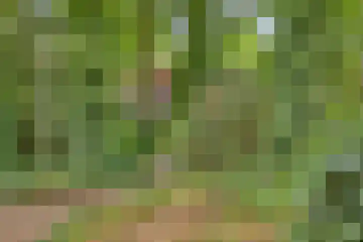 ten Brakeweg 30 Sterksel thumbnail 39