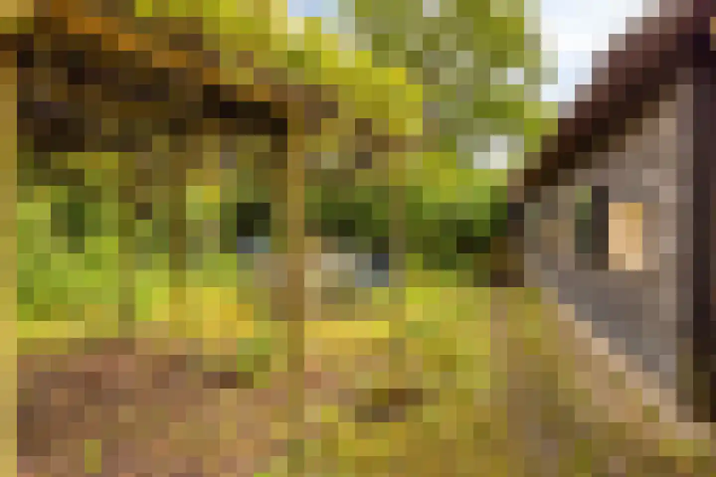 Ten Darperweg 49 Wapse thumbnail 26