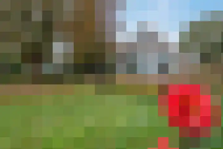 Ten Darperweg 98 Wapse thumbnail 48