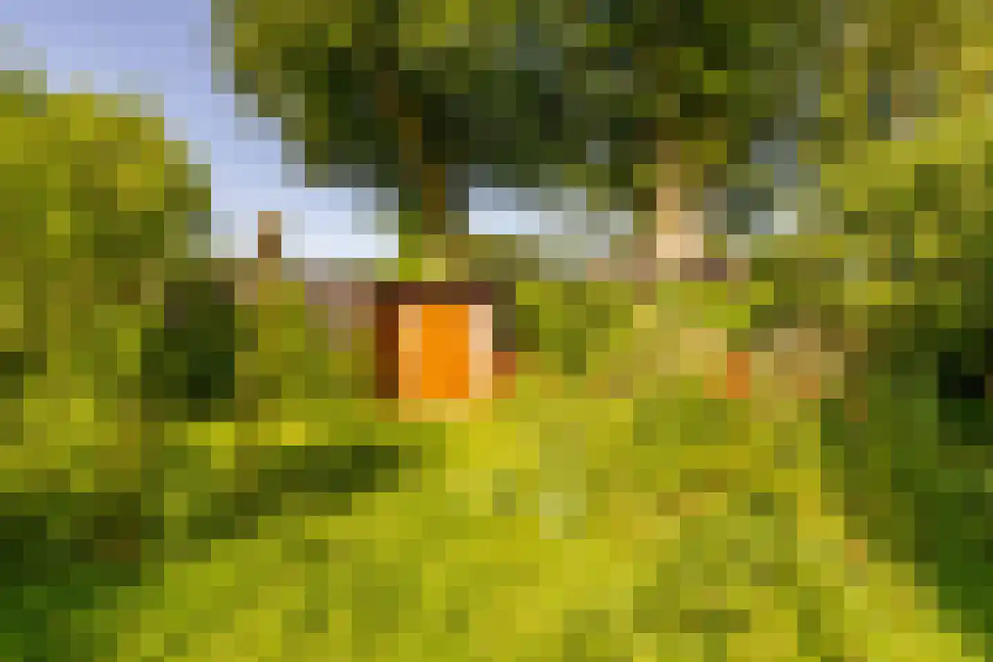 Ten Hoevestraat 13 Kerkenveld thumbnail 46