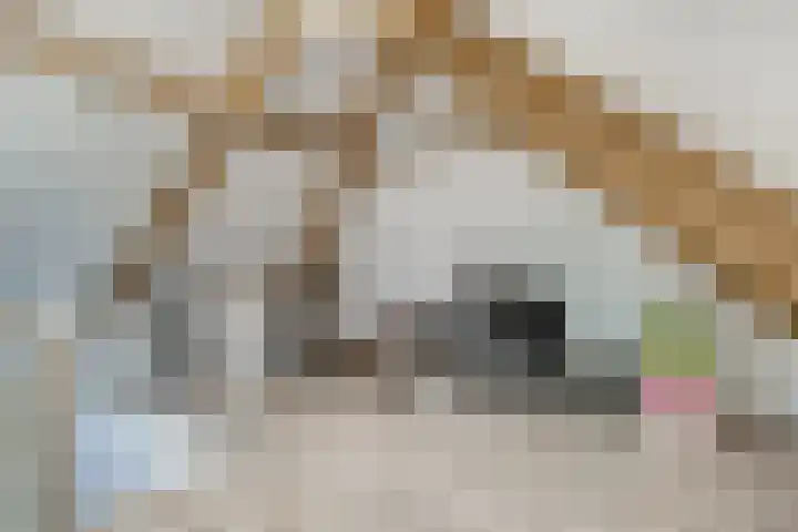Ten Renske 31 Beek thumbnail 53