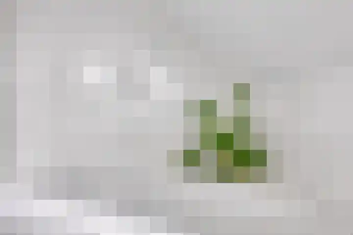 Ten Sneppenscoet 5 Helmond thumbnail 43