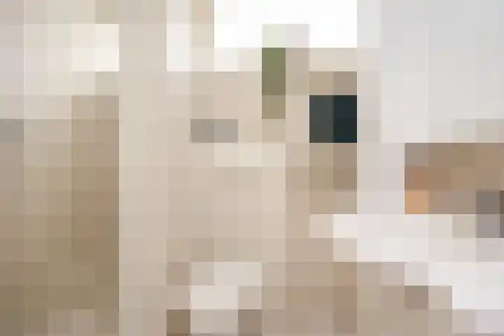 Ten Veldestraat 15 De Meern thumbnail 35
