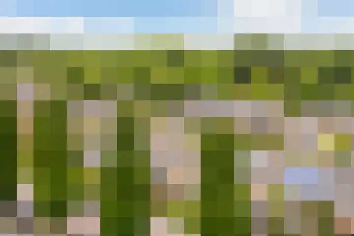 Ten Veldestraat 15 De Meern thumbnail 44