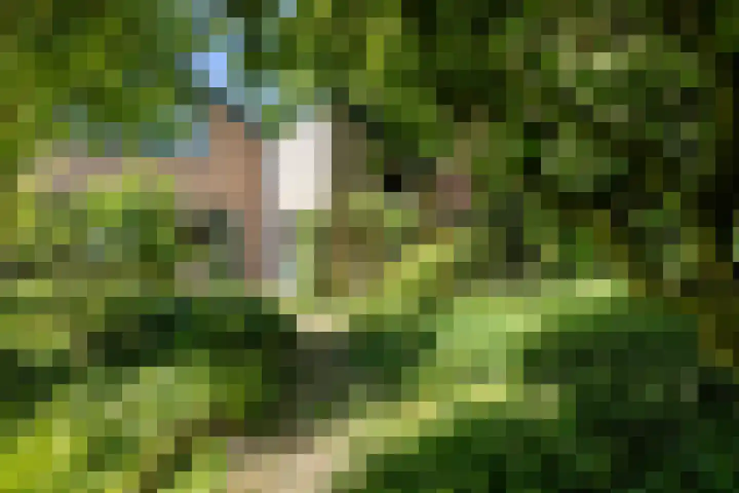 Tengnagel 1 Neede thumbnail 31