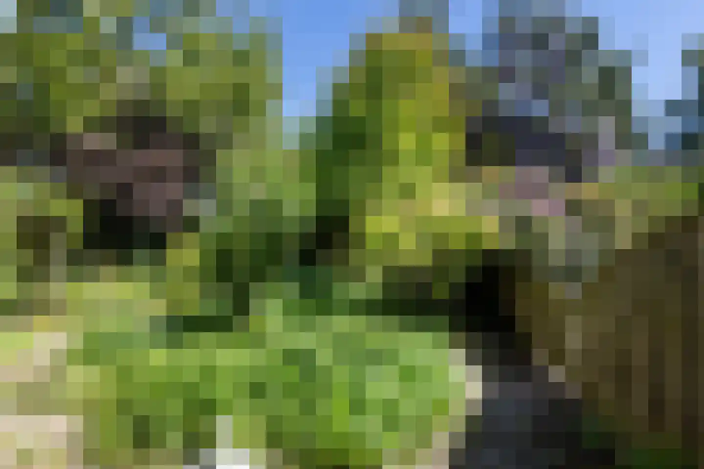 Tengnagel 1 Neede thumbnail 32