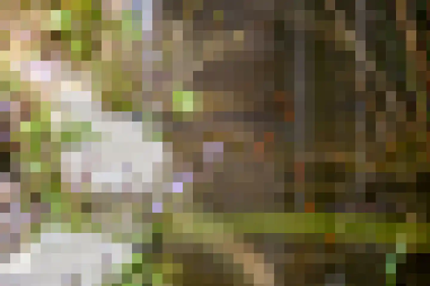 Ter Beek 19 Lisse thumbnail 12