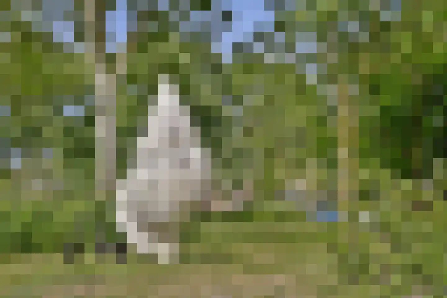 Ter Beek 19 Lisse thumbnail 31
