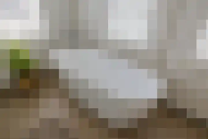 Ter Beek 26 Lisse thumbnail 38