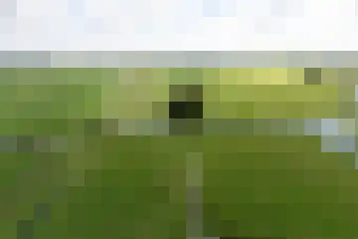 Ter Beek 6 Lisse thumbnail 51