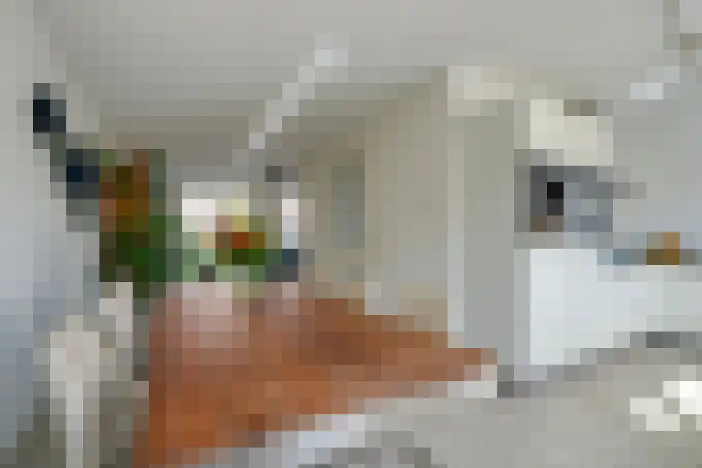 Ter Borch 1 Odijk thumbnail 13
