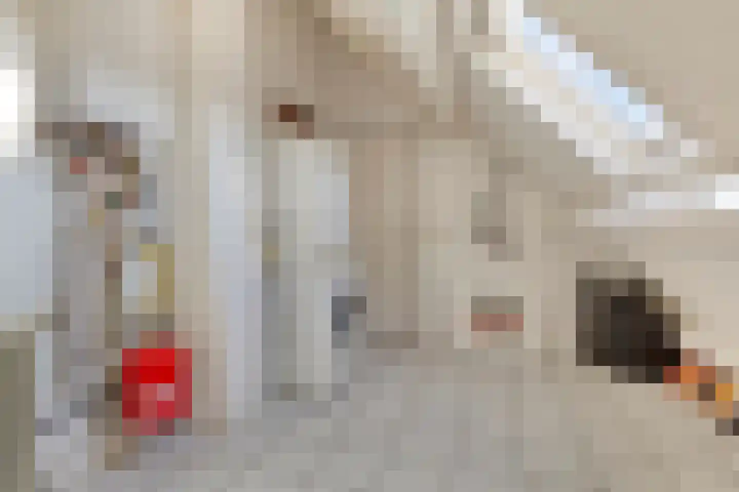 Ter Borch 22 Zuidlaren thumbnail 31