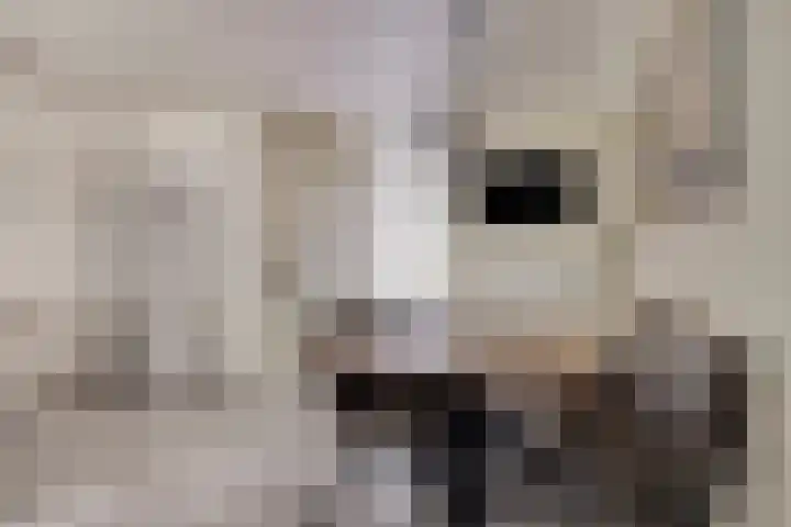 Ter Hofstadlaan 18 Someren thumbnail 11