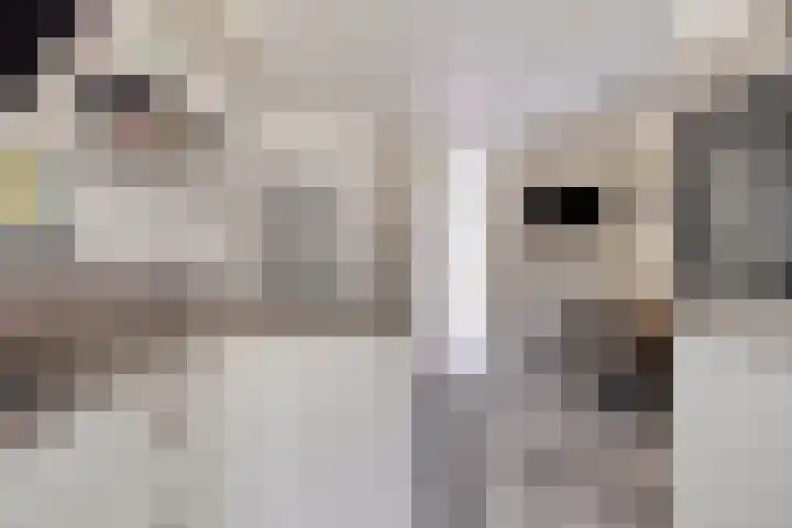 Ter Hofstadlaan 18 Someren thumbnail 9