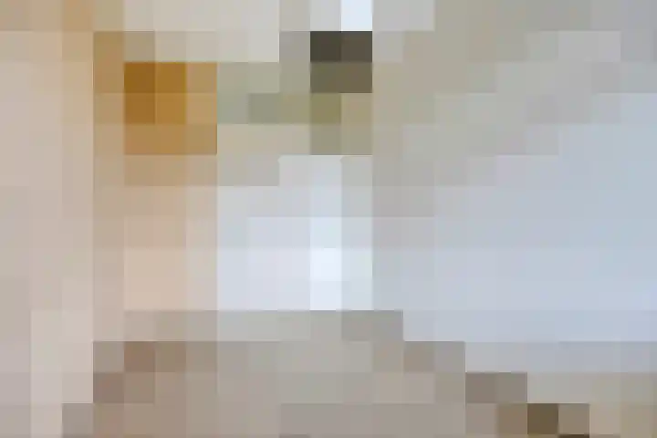 Ter Weerlaan 186 Wassenaar thumbnail 18