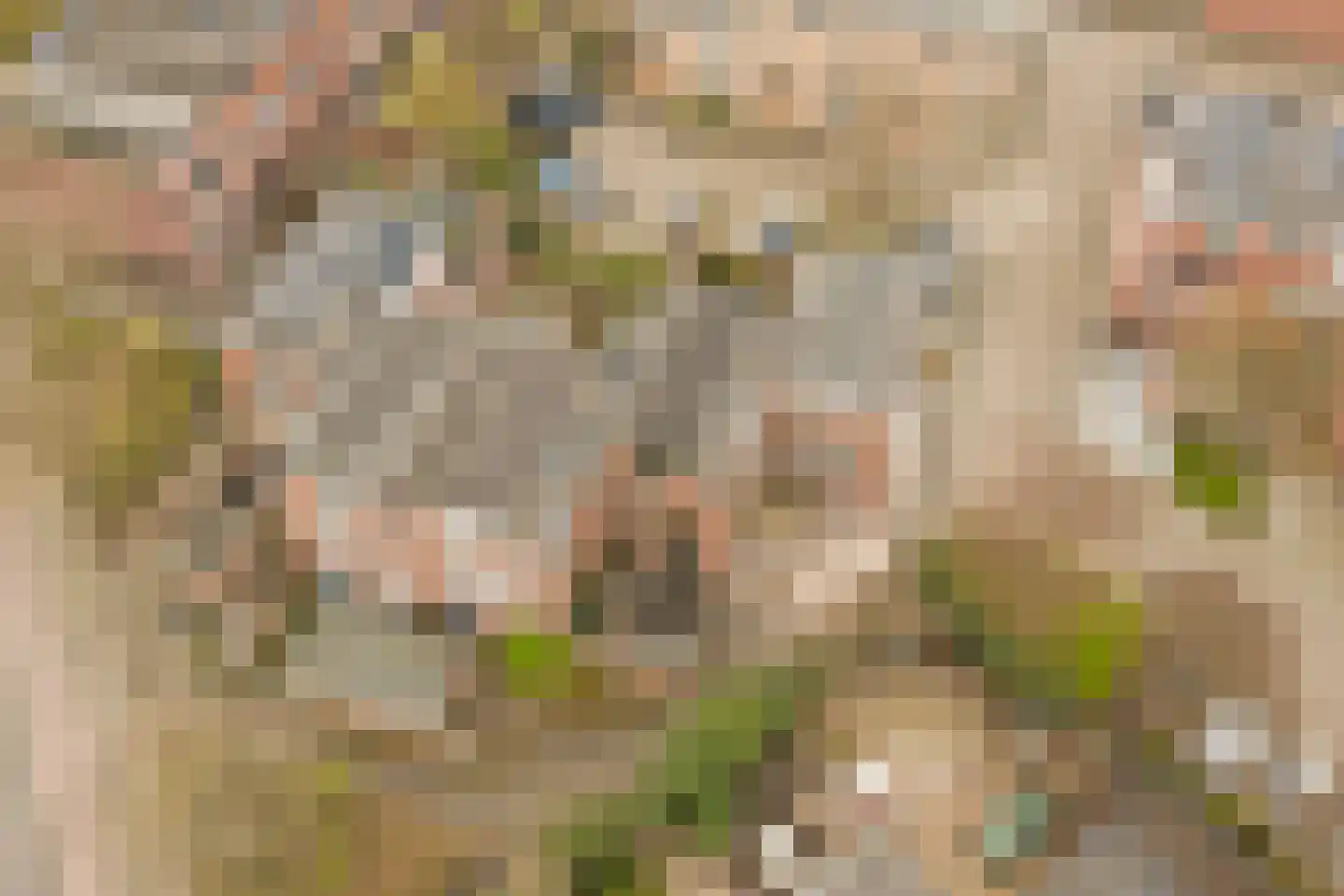 Terborch 18 Monster thumbnail 27