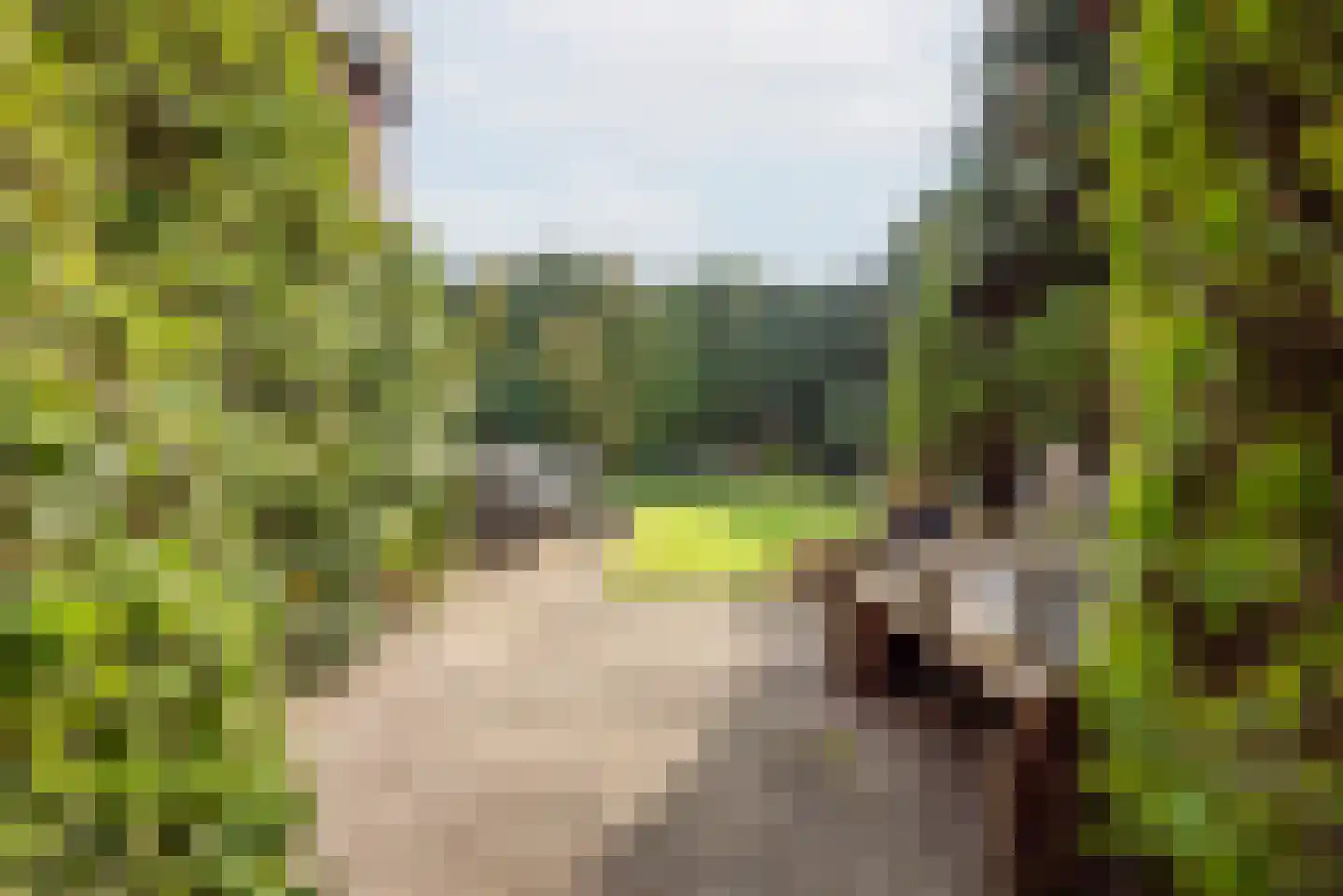 Terborgseweg 46 Breedenbroek thumbnail 40