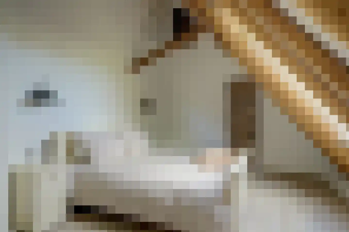 Terdiek 11 Nieuwe Niedorp thumbnail 42