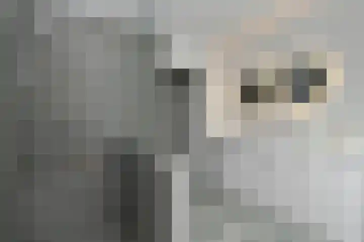 Termeidesteeg 1 Oirschot thumbnail 17