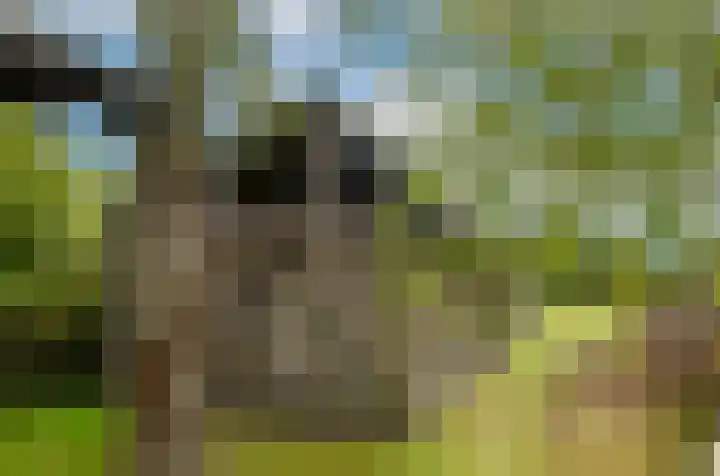 Termeidesteeg 1 Oirschot thumbnail 33