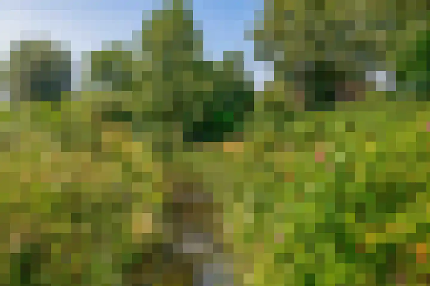 Ternate 53 Barneveld thumbnail 57