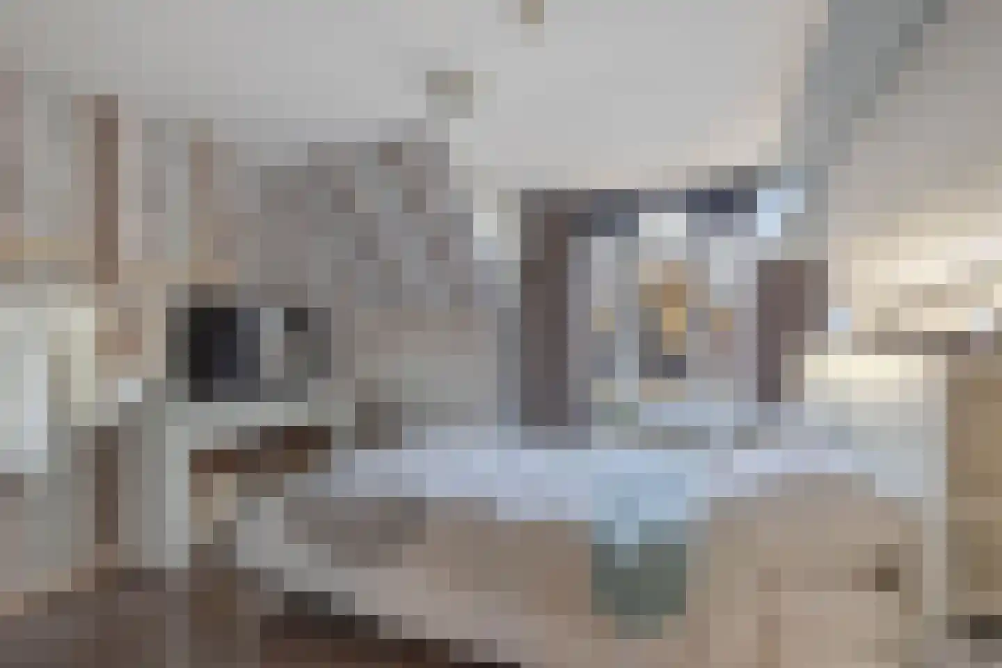 Terp 1 Sexbierum thumbnail 38