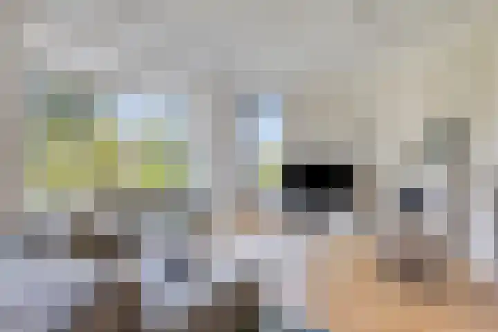 Terp 5 Kampen thumbnail 14