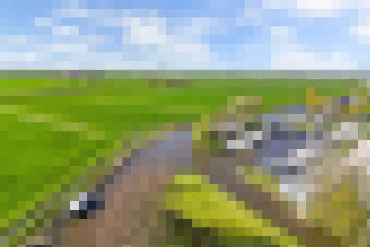 Terp 6 Wommels thumbnail 40