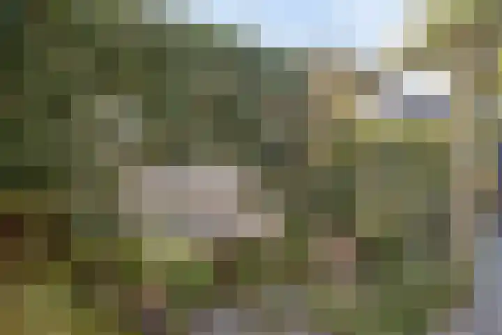 Terppaed 2 Sexbierum thumbnail 29