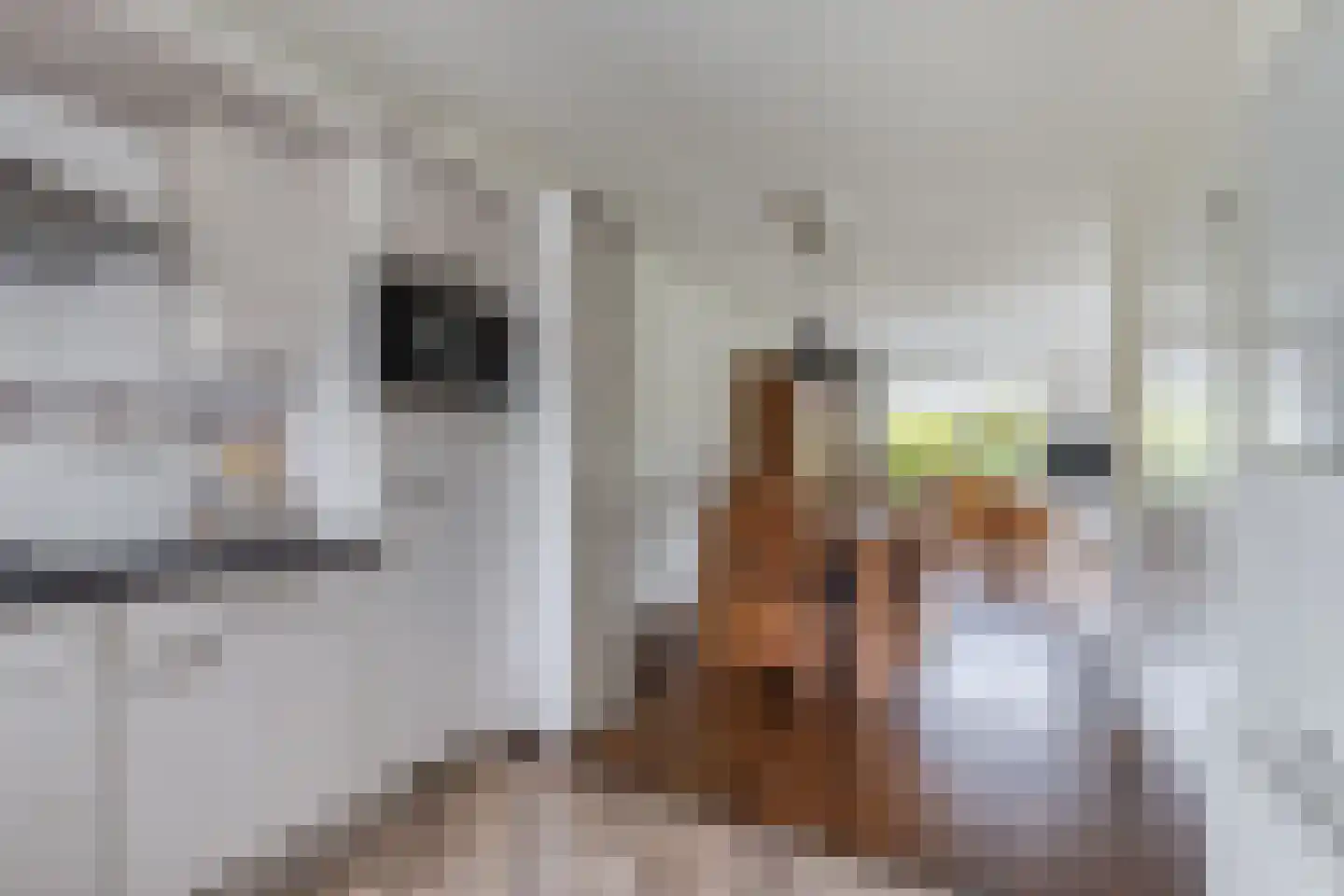 Terpwei 6 Wjelsryp thumbnail 16