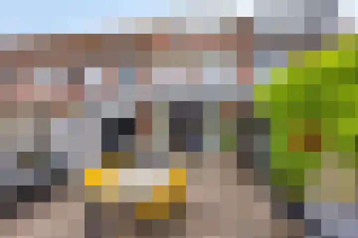 Terras 16 Almelo thumbnail 25