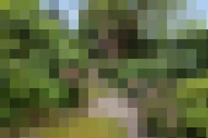 Terrasweg 59 Santpoort-Noord thumbnail 5