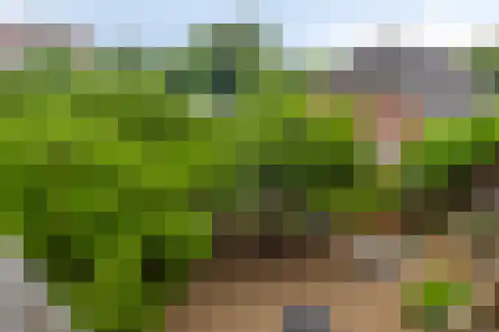 Terwaenen 35 Oss thumbnail 10