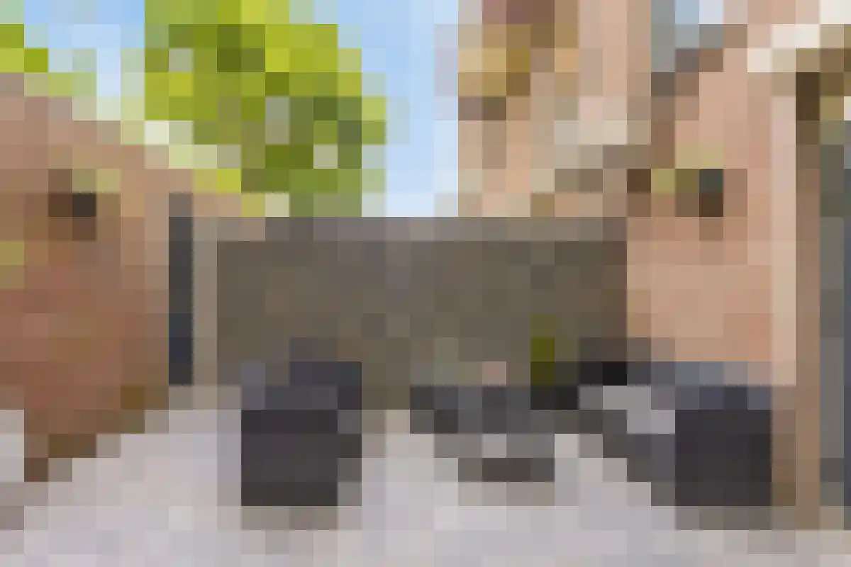Terwaenen 76 Oss thumbnail 17