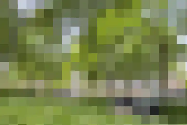 Terwaenen 78 Oss thumbnail 19