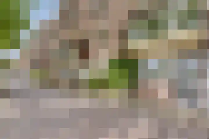 Terwaenen 78 Oss thumbnail 20