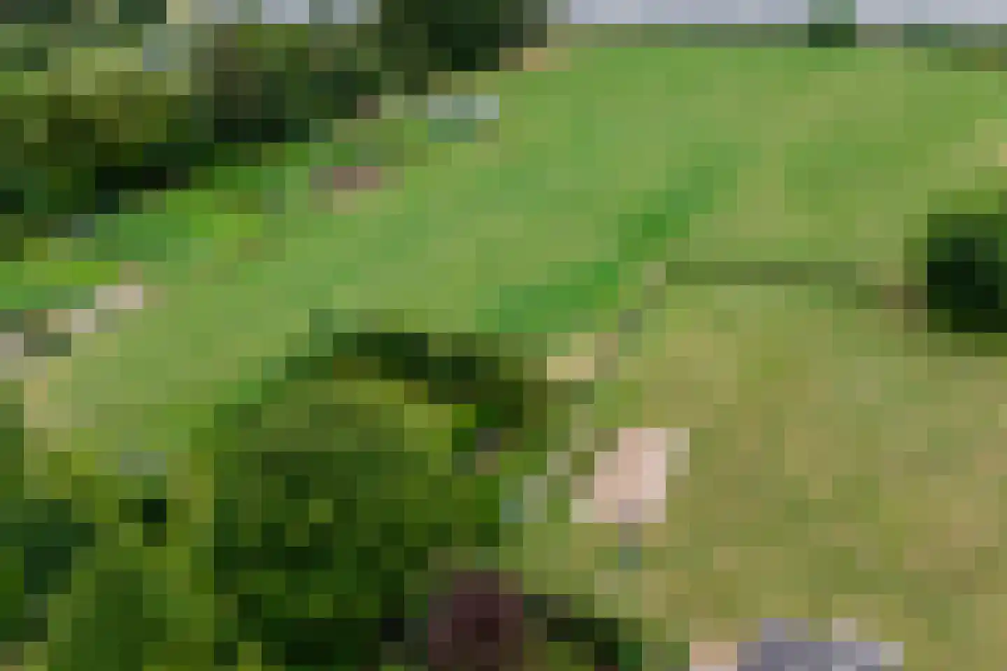 Teselaar 77 a Bemmel thumbnail 46