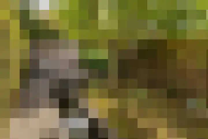 Tesselschadelaan 30 Roosendaal thumbnail 37