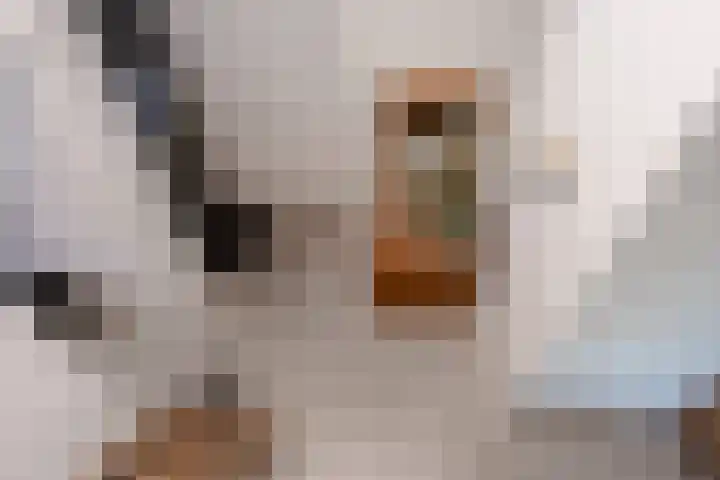 Teunestraat 20 Ell thumbnail 35