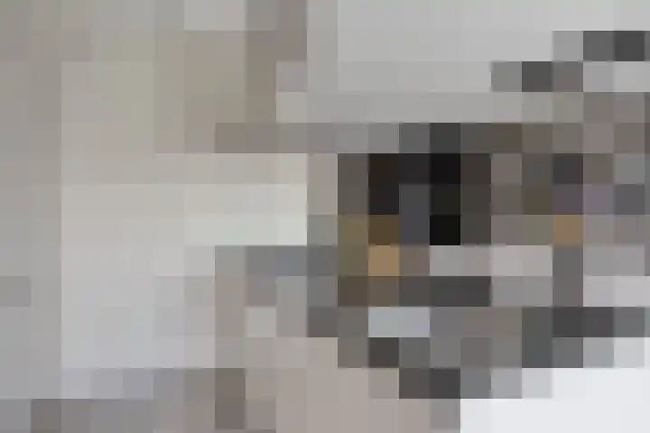 Teunisbloem 10 Eijsden thumbnail 12