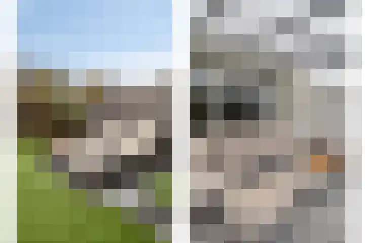 Teunisbloem 10 Eijsden thumbnail 34