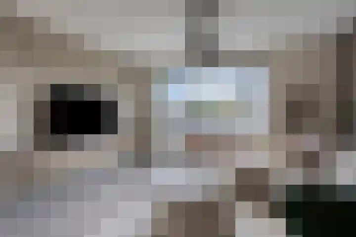 Teunisbloem 10 Eijsden thumbnail 6