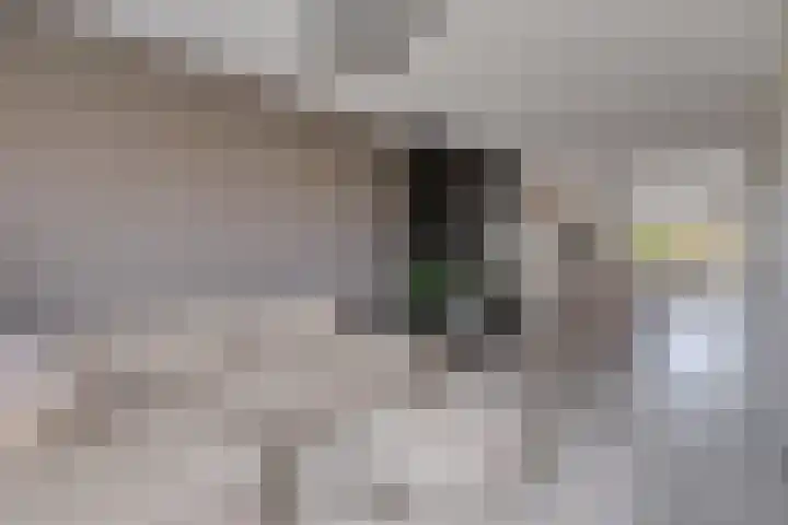 Teunisbloem 10 Eijsden thumbnail 7