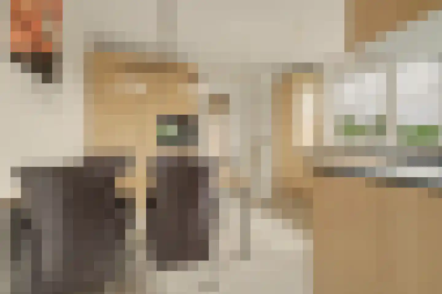Teunisbloem 2 Kapelle thumbnail 21