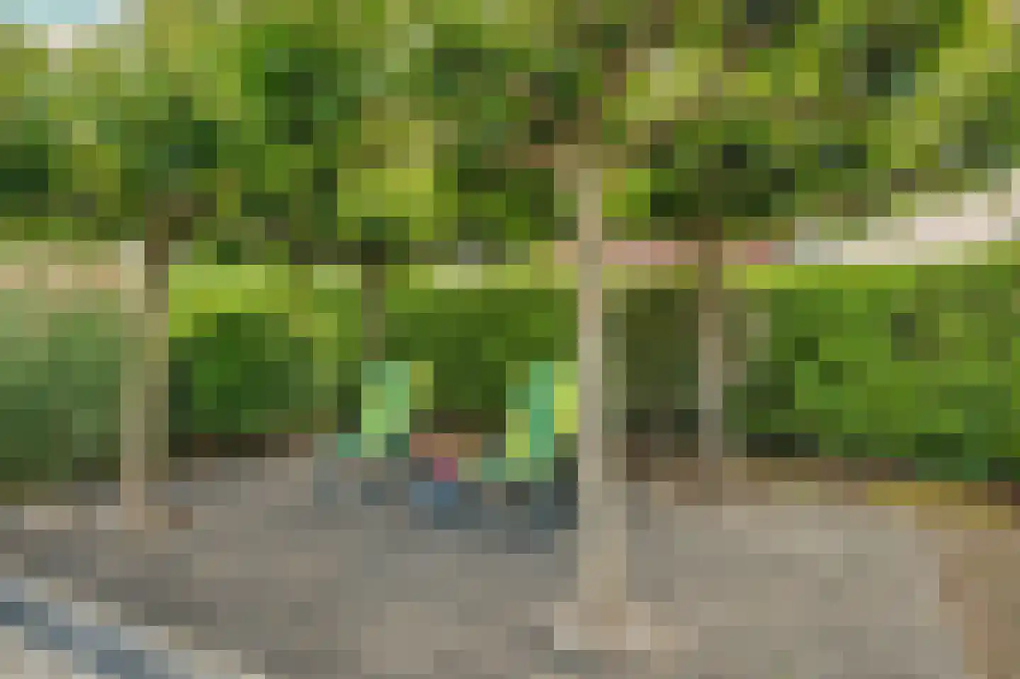 Teunisbloem 2 Kapelle thumbnail 50