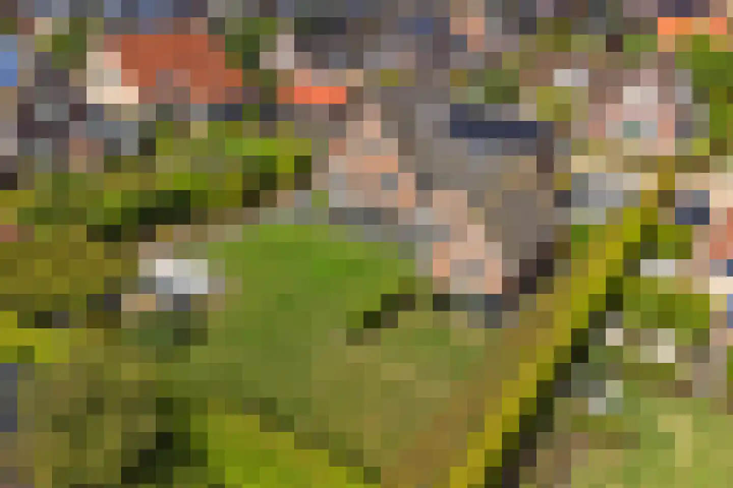 Teunisbloem 2 Kapelle thumbnail 64